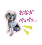 ぱむスタンプ-②（個別スタンプ：6）