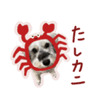 ぱむスタンプ-②（個別スタンプ：30）
