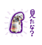 ぱむスタンプ-②（個別スタンプ：34）