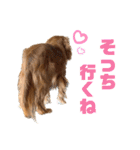 キャバリアのほく 〜毎日のくらし編〜（個別スタンプ：2）