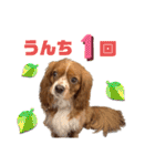 キャバリアのほく 〜毎日のくらし編〜（個別スタンプ：5）