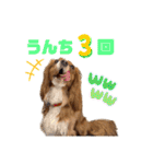 キャバリアのほく 〜毎日のくらし編〜（個別スタンプ：7）