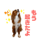 キャバリアのほく 〜毎日のくらし編〜（個別スタンプ：11）