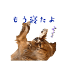 キャバリアのほく 〜毎日のくらし編〜（個別スタンプ：12）