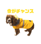 キャバリアのほく 〜毎日のくらし編〜（個別スタンプ：14）