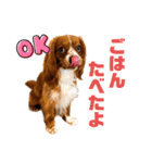 キャバリアのほく 〜毎日のくらし編〜（個別スタンプ：17）