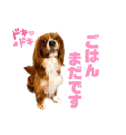 キャバリアのほく 〜毎日のくらし編〜（個別スタンプ：18）