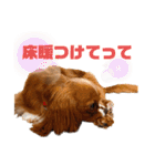 キャバリアのほく 〜毎日のくらし編〜（個別スタンプ：22）