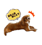 キャバリアのほく 〜毎日のくらし編〜（個別スタンプ：24）