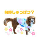 キャバリアのほく 〜毎日のくらし編〜（個別スタンプ：29）