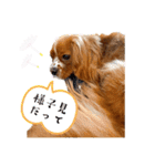 キャバリアのほく 〜毎日のくらし編〜（個別スタンプ：36）