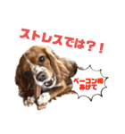 キャバリアのほく 〜毎日のくらし編〜（個別スタンプ：37）