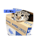 とまにゃん総集編（個別スタンプ：3）