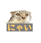 とまにゃん総集編（個別スタンプ：4）