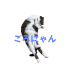 とまにゃん総集編（個別スタンプ：6）