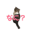 とまにゃん総集編（個別スタンプ：9）