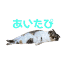 とまにゃん総集編（個別スタンプ：11）