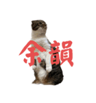 とまにゃん総集編（個別スタンプ：12）