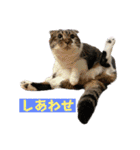 とまにゃん総集編（個別スタンプ：26）