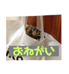 とまにゃん総集編（個別スタンプ：28）