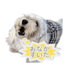 マルックスをひろめ隊（個別スタンプ：6）