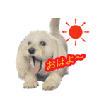 マルックスをひろめ隊（個別スタンプ：7）