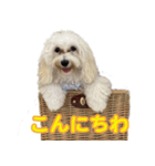 マルックスをひろめ隊（個別スタンプ：17）