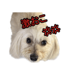 マルックスをひろめ隊（個別スタンプ：37）