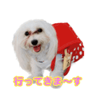 マルックスをひろめ隊（個別スタンプ：39）