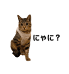 キジトラ猫のエマ（個別スタンプ：1）