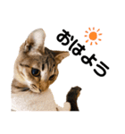 キジトラ猫のエマ（個別スタンプ：3）