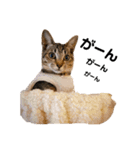 キジトラ猫のエマ（個別スタンプ：4）