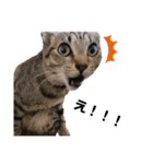 キジトラ猫のエマ（個別スタンプ：5）