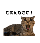 キジトラ猫のエマ（個別スタンプ：9）