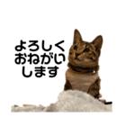 キジトラ猫のエマ（個別スタンプ：10）