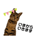 キジトラ猫のエマ（個別スタンプ：11）