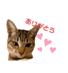 キジトラ猫のエマ（個別スタンプ：13）