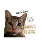キジトラ猫のエマ（個別スタンプ：14）