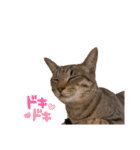 キジトラ猫のエマ（個別スタンプ：16）