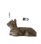 キジトラ猫のエマ（個別スタンプ：17）