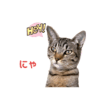 キジトラ猫のエマ（個別スタンプ：18）