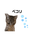 キジトラ猫のエマ（個別スタンプ：19）