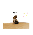 キジトラ猫のエマ（個別スタンプ：20）