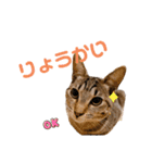 キジトラ猫のエマ（個別スタンプ：21）
