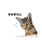 キジトラ猫のエマ（個別スタンプ：22）
