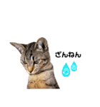 キジトラ猫のエマ（個別スタンプ：23）