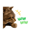 キジトラ猫のエマ（個別スタンプ：24）