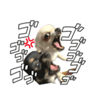 ちょちゃさんてちゃさん（個別スタンプ：11）