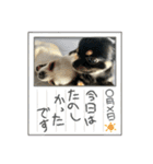 ちょちゃさんてちゃさん（個別スタンプ：16）