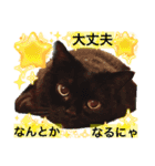 黒猫 ルナ院長35にゃんめ（個別スタンプ：4）